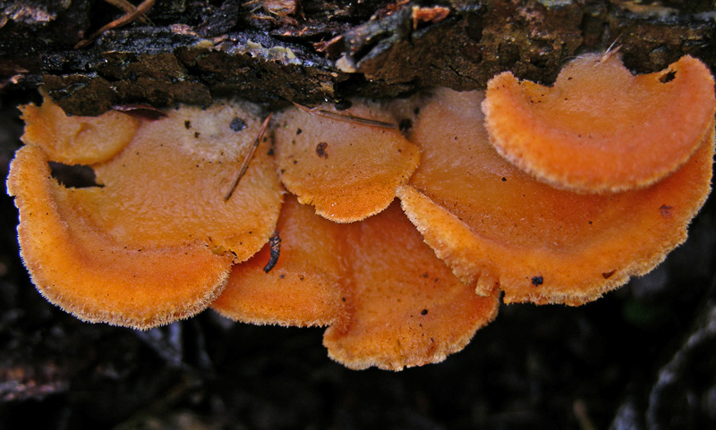 Avete voglia di funghi di oggi....guardate questo post.